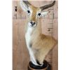Image 5 : KAFUE LECHWE Table Pedestal Mount