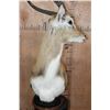 Image 6 : KAFUE LECHWE Table Pedestal Mount