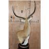 Image 7 : KAFUE LECHWE Table Pedestal Mount