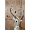 Image 8 : KAFUE LECHWE Table Pedestal Mount
