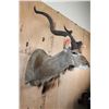 Image 2 : KUDU Shoulder Mount