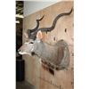 Image 3 : KUDU Shoulder Mount