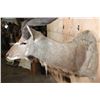Image 4 : KUDU Shoulder Mount