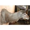 Image 5 : KUDU Shoulder Mount
