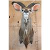 Image 7 : KUDU Shoulder Mount