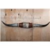 Image 1 : Big Set of Polished LONGHORNS with Cowhide and Leather Accents