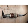 Image 2 : Big Set of Polished LONGHORNS with Cowhide and Leather Accents