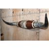 Image 3 : Big Set of Polished LONGHORNS with Cowhide and Leather Accents