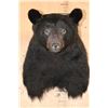Image 1 : BLACK BEAR Shoulder Mount