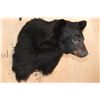 Image 2 : BLACK BEAR Shoulder Mount