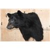 Image 3 : BLACK BEAR Shoulder Mount