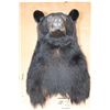 Image 4 : BLACK BEAR Shoulder Mount