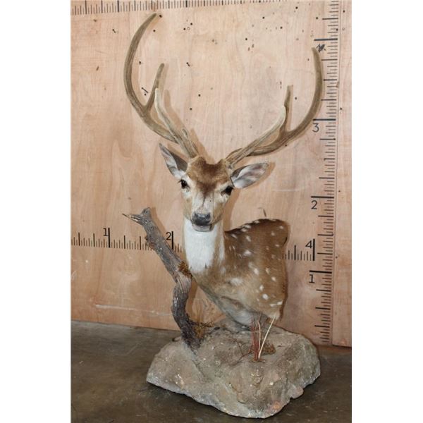 Big 7-Point AXIS DEER in Velvet Table Pedestal Mount