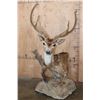 Image 1 : Big 7-Point AXIS DEER in Velvet Table Pedestal Mount