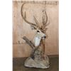 Image 2 : Big 7-Point AXIS DEER in Velvet Table Pedestal Mount