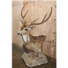 Image 3 : Big 7-Point AXIS DEER in Velvet Table Pedestal Mount