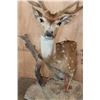 Image 4 : Big 7-Point AXIS DEER in Velvet Table Pedestal Mount