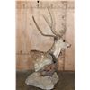 Image 5 : Big 7-Point AXIS DEER in Velvet Table Pedestal Mount