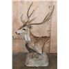 Image 6 : Big 7-Point AXIS DEER in Velvet Table Pedestal Mount