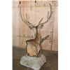 Image 7 : Big 7-Point AXIS DEER in Velvet Table Pedestal Mount