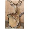 Image 8 : Big 7-Point AXIS DEER in Velvet Table Pedestal Mount