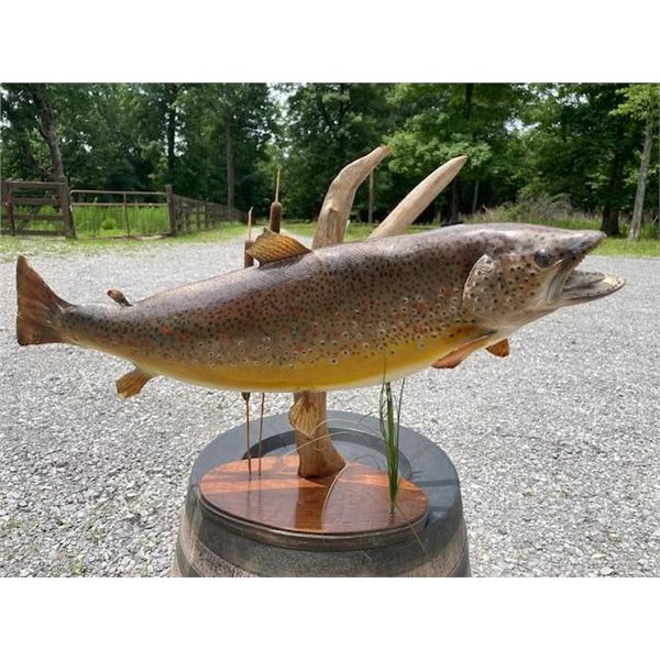 Monster Sized *Real Skin* BROWN TROUT Fish Mount on a Decorative Habitat Base