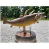 Image 2 : Monster Sized *Real Skin* BROWN TROUT Fish Mount on a Decorative Habitat Base