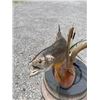 Image 4 : Monster Sized *Real Skin* BROWN TROUT Fish Mount on a Decorative Habitat Base