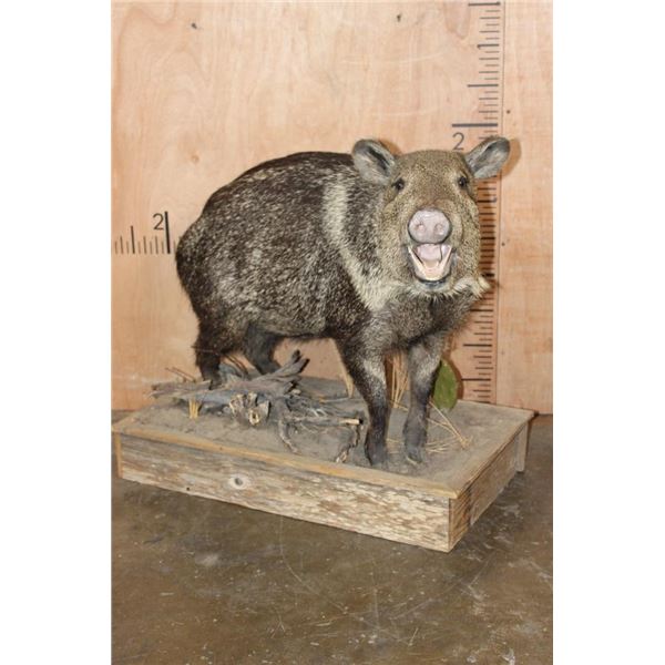 Life-sized JAVELINA on a Rustic Wood Base