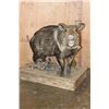 Image 1 : Life-sized JAVELINA on a Rustic Wood Base