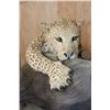 Image 10 : *TEXAS RESIDENTS ONLY* Life-sized LEOPARD "Attacking" a BUSHPIG on a Stationary Base