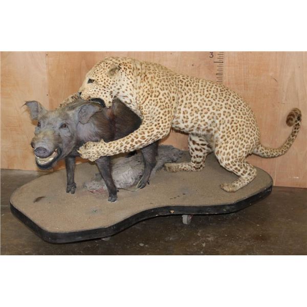 *TEXAS RESIDENTS ONLY* Life-sized LEOPARD "Attacking" a BUSHPIG on a Stationary Base