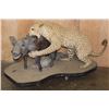 Image 1 : *TEXAS RESIDENTS ONLY* Life-sized LEOPARD "Attacking" a BUSHPIG on a Stationary Base