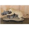 Image 2 : *TEXAS RESIDENTS ONLY* Life-sized LEOPARD "Attacking" a BUSHPIG on a Stationary Base