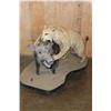 Image 3 : *TEXAS RESIDENTS ONLY* Life-sized LEOPARD "Attacking" a BUSHPIG on a Stationary Base