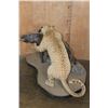Image 6 : *TEXAS RESIDENTS ONLY* Life-sized LEOPARD "Attacking" a BUSHPIG on a Stationary Base