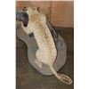 Image 7 : *TEXAS RESIDENTS ONLY* Life-sized LEOPARD "Attacking" a BUSHPIG on a Stationary Base