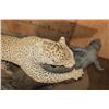 Image 9 : *TEXAS RESIDENTS ONLY* Life-sized LEOPARD "Attacking" a BUSHPIG on a Stationary Base