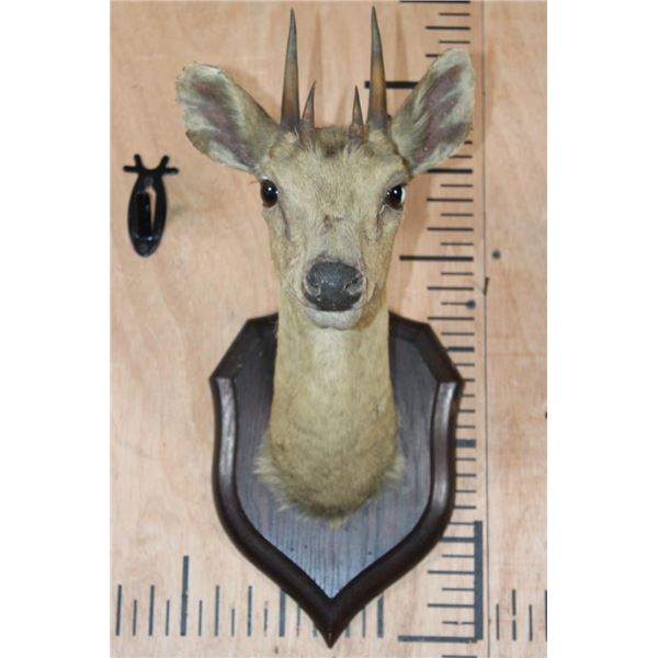 Antique *Very Rare* 4-HORNED ANTELOPE Shoulder Mount from Rowland Ward, London