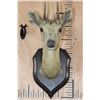 Image 1 : Antique *Very Rare* 4-HORNED ANTELOPE Shoulder Mount from Rowland Ward, London