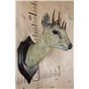 Image 2 : Antique *Very Rare* 4-HORNED ANTELOPE Shoulder Mount from Rowland Ward, London