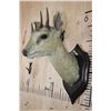 Image 3 : Antique *Very Rare* 4-HORNED ANTELOPE Shoulder Mount from Rowland Ward, London