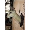 Image 4 : Antique *Very Rare* 4-HORNED ANTELOPE Shoulder Mount from Rowland Ward, London