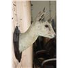 Image 5 : Antique *Very Rare* 4-HORNED ANTELOPE Shoulder Mount from Rowland Ward, London