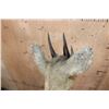 Image 6 : Antique *Very Rare* 4-HORNED ANTELOPE Shoulder Mount from Rowland Ward, London