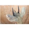Image 7 : Antique *Very Rare* 4-HORNED ANTELOPE Shoulder Mount from Rowland Ward, London