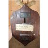 Image 8 : Antique *Very Rare* 4-HORNED ANTELOPE Shoulder Mount from Rowland Ward, London