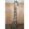 Image 2 : GIRAFFE Floor Pedestal Mount