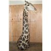 Image 3 : GIRAFFE Floor Pedestal Mount