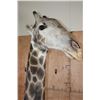 Image 5 : GIRAFFE Floor Pedestal Mount